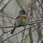 Belted Flycatcher