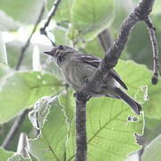 Pine Flycatcher