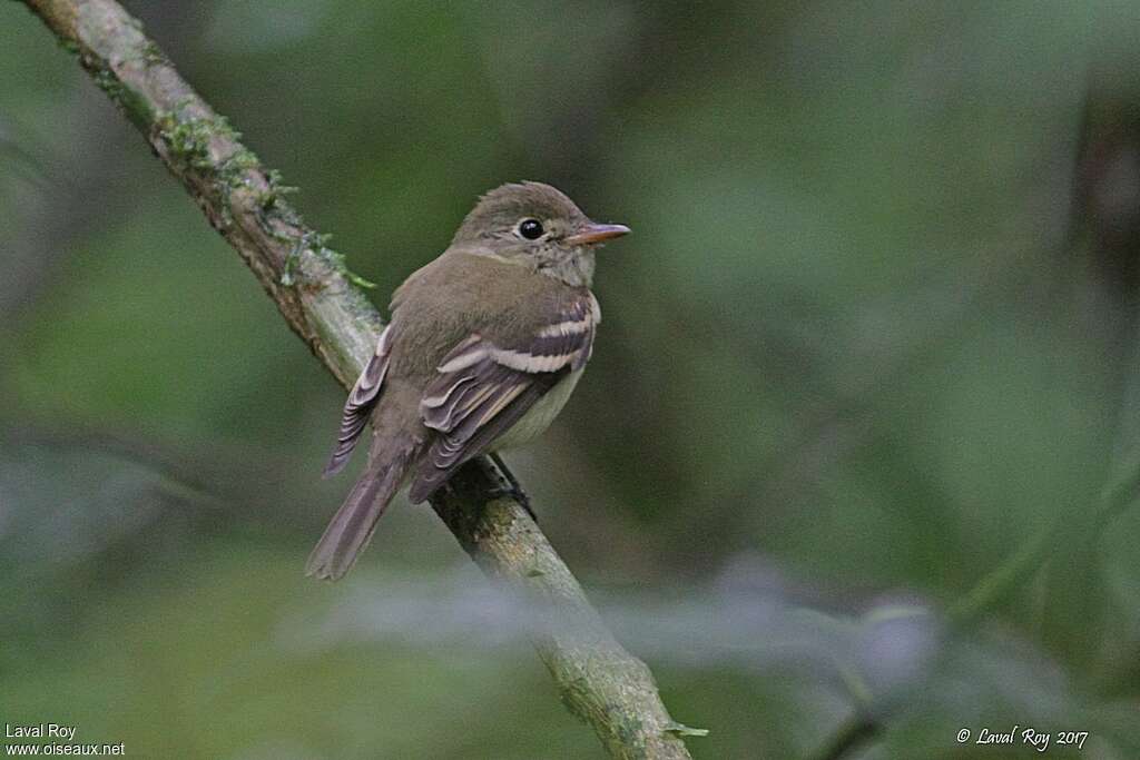 Acadian Flycatcheradult post breeding, identification