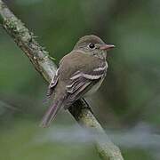 Acadian Flycatcher