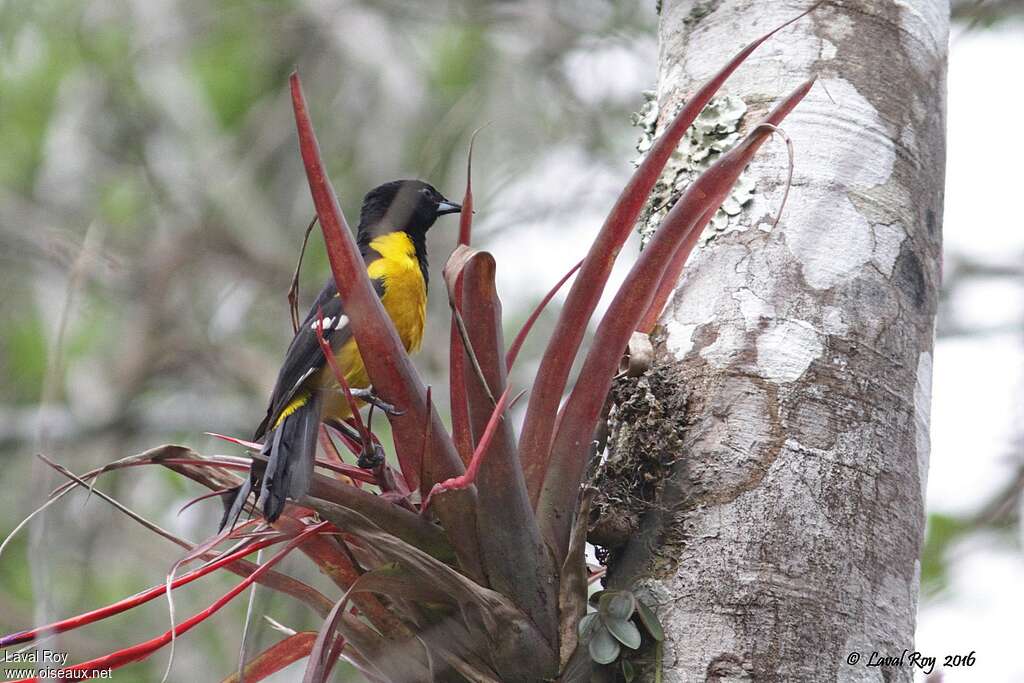 Oriole unifascié mâle adulte, habitat, pigmentation