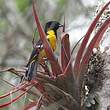 Oriole unifascié