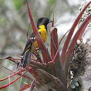 Oriole unifascié