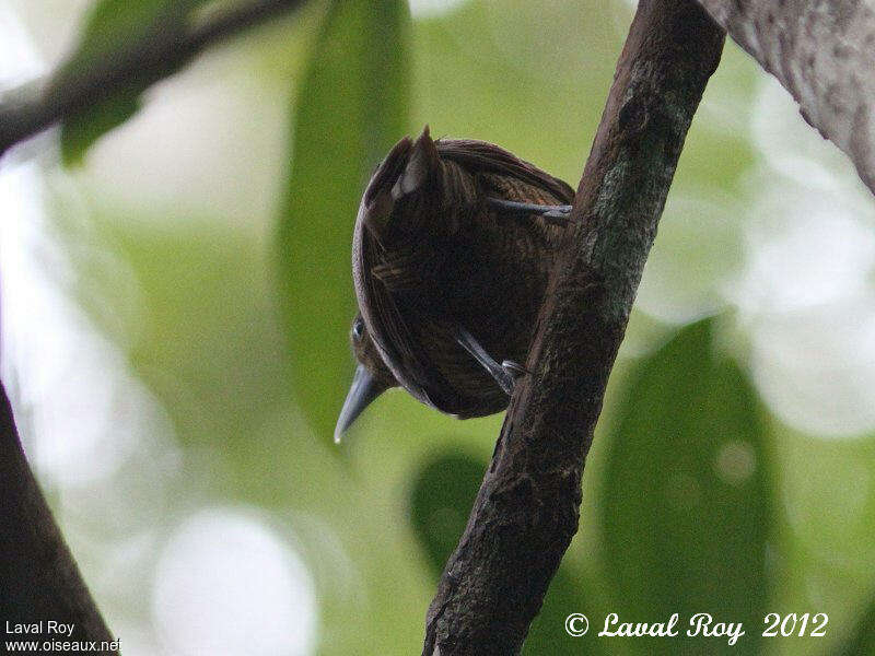 Bernier's Vanga female adult