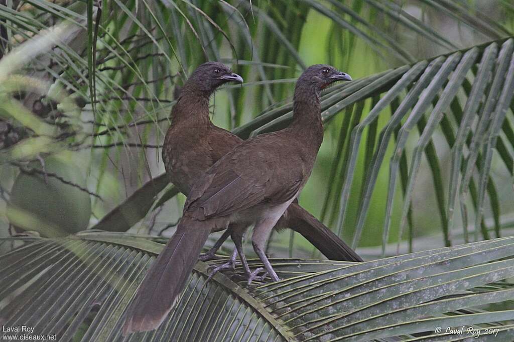 Grey-headed Chachalacaadult, pigmentation, Behaviour