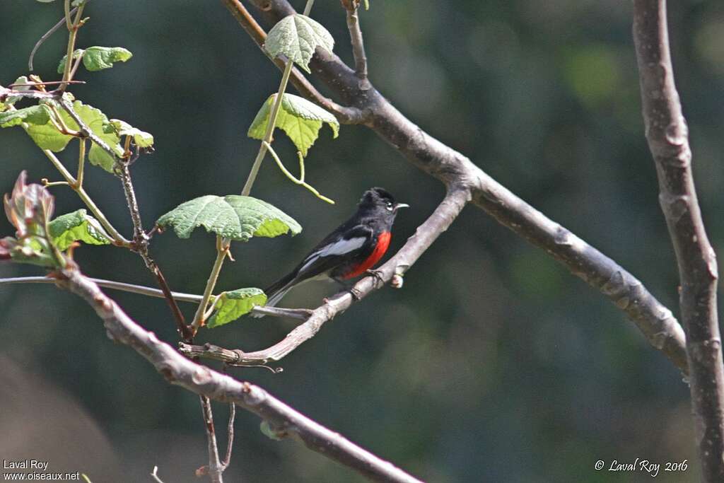 Painted Whitestart male adult