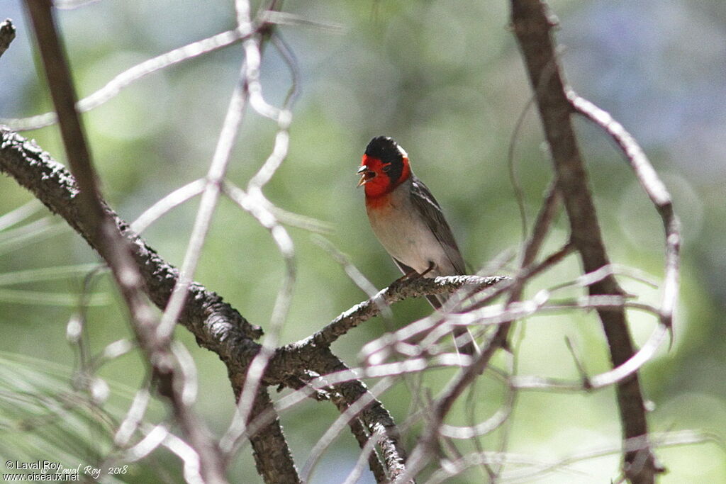 Paruline à face rouge