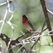 Red-faced Warbler