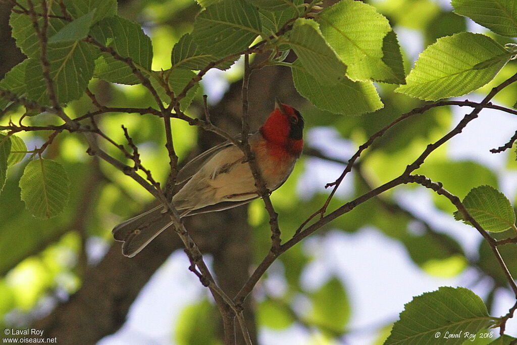 Red-faced Warbler