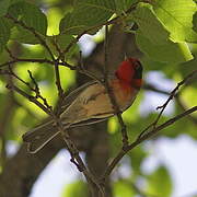 Red-faced Warbler