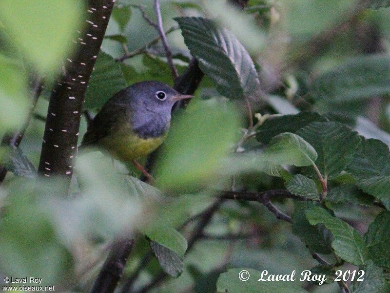 Connecticut Warbler male adult breeding