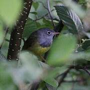 Connecticut Warbler