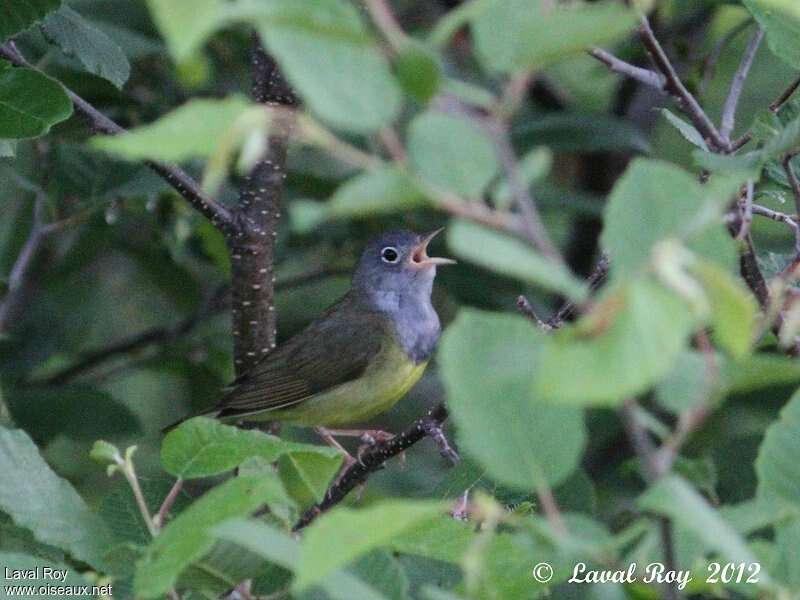 Connecticut Warbler male adult breeding, identification