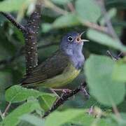 Connecticut Warbler