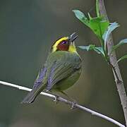 Golden-browed Warbler