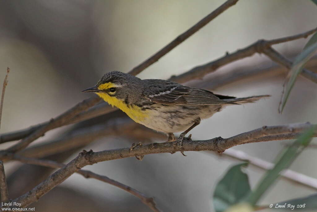 Grace's Warbler