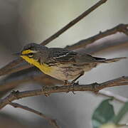 Grace's Warbler