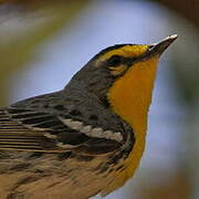 Grace's Warbler