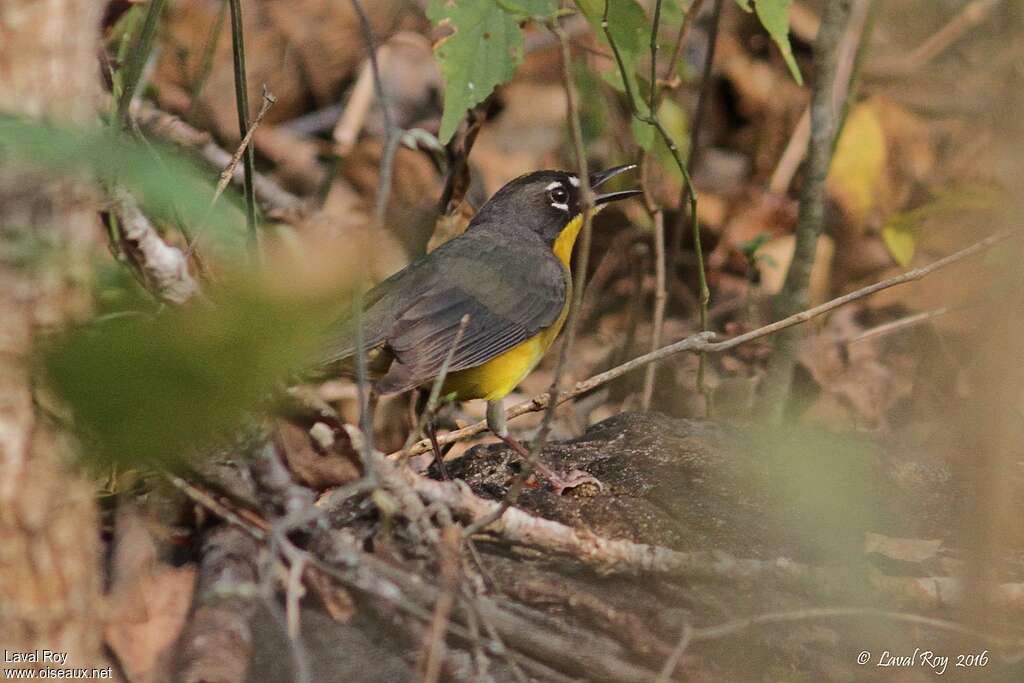 Fan-tailed Warbler