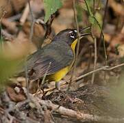 Fan-tailed Warbler