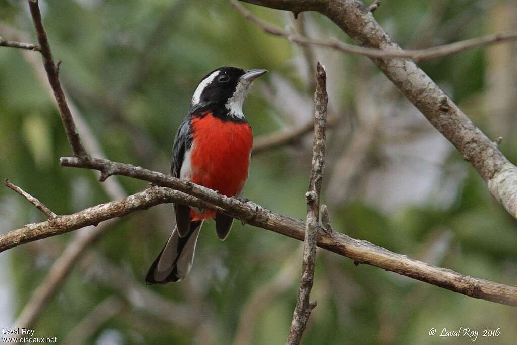 Red-breasted Chat male adult breeding