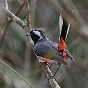 Paruline multicolore