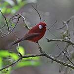 Paruline rouge