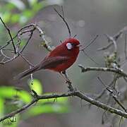 Paruline rouge