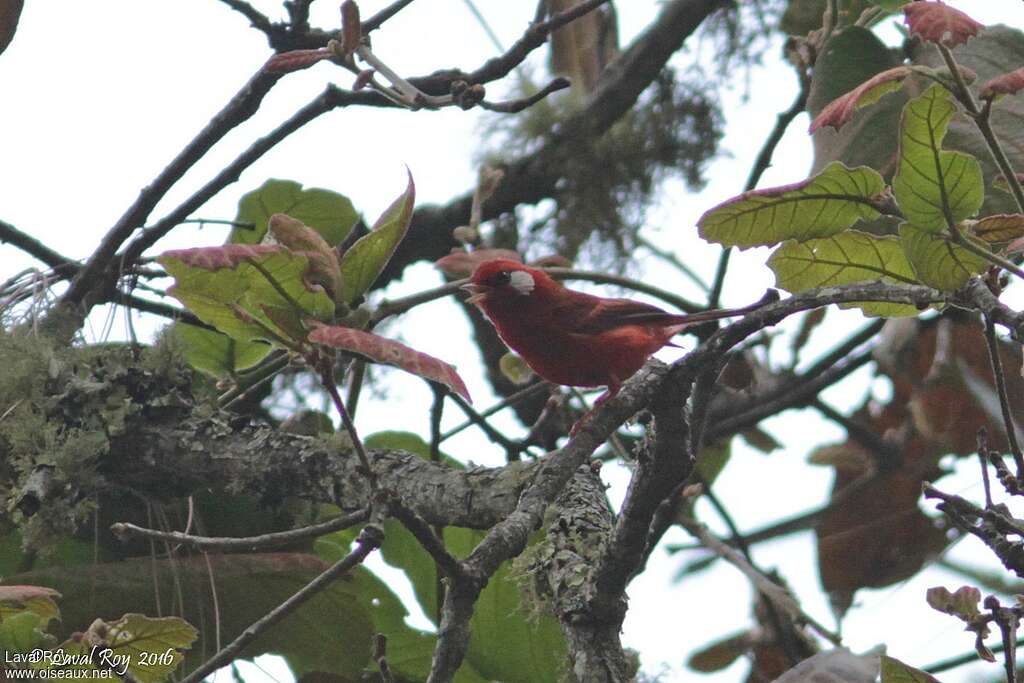 Paruline rouge mâle adulte nuptial, chant