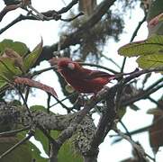 Red Warbler