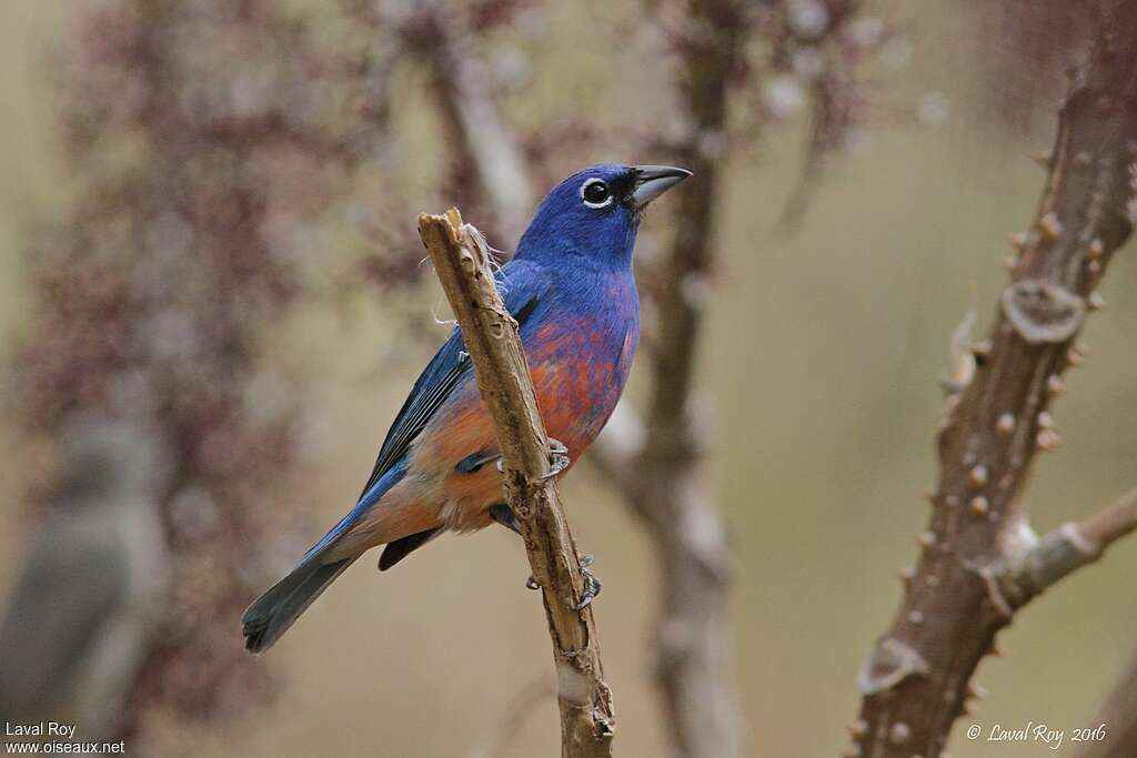 Passerin à ventre rose mâle adulte nuptial, pigmentation