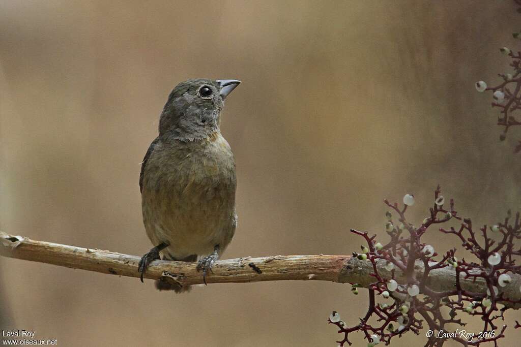 Passerin à ventre rose femelle adulte, portrait