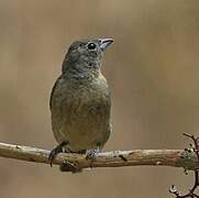 Passerin à ventre rose