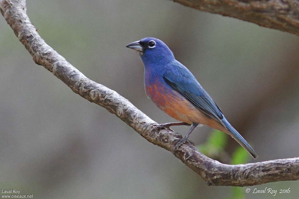 Rose-bellied Bunting male adult, identification