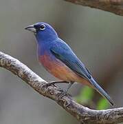 Rose-bellied Bunting