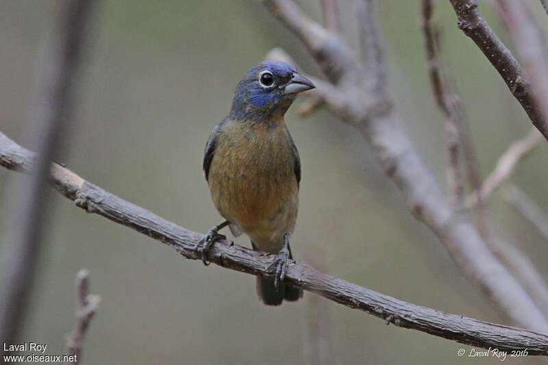 Rose-bellied Bunting male subadult transition, pigmentation