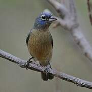 Rose-bellied Bunting