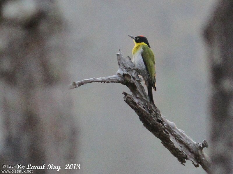 Black-headed Woodpeckeradult breeding