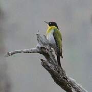 Black-headed Woodpecker