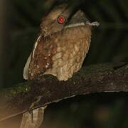 Gould's Frogmouth
