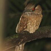 Gould's Frogmouth