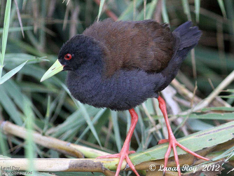 Sakalava Rail, identification