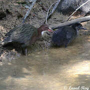 White-throated Rail