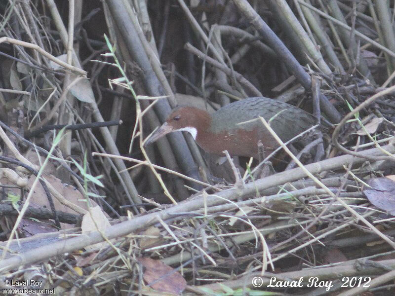 White-throated Rail