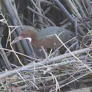 White-throated Rail