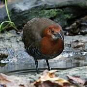 Slaty-legged Crake