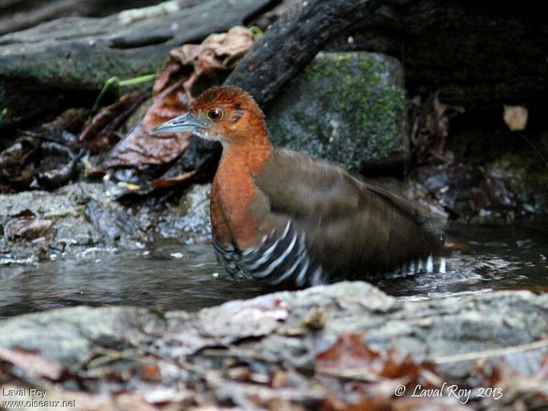 Slaty-legged Crakeadult