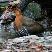 Slaty-legged Crake