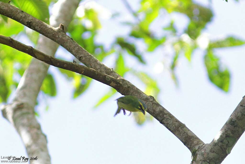 Yellow-browed Shrike-Vireoadult breeding