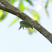 Yellow-browed Shrike-Vireo